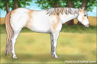 Horse Color:White Spotted Palomino Dun 