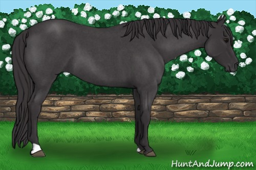 Horse Color: Buckskin Roan 