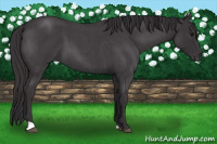 Horse Color:Buckskin Roan 