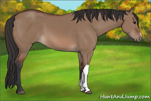 Horse Color: Bay Dun 