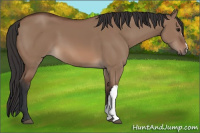 Horse Color:Bay Dun