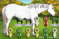 Horse Color:Red Dun Sabino Splash Tobiano Appaloosa 