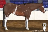 Horse Color:White Spotted Bay