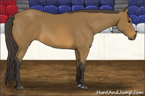 Horse Color: Buckskin 