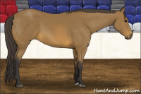 Horse Color:Buckskin 