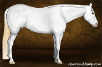 Horse Color:Buckskin Near Leopard 