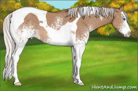 Horse Color:White Spotted Silver Bay Dun Splash Tobiano