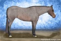 Horse Color:Brown Roan Appaloosa 