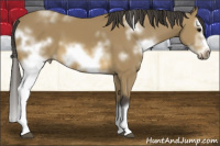 Horse Color:White Spotted Buckskin Splash Frame 