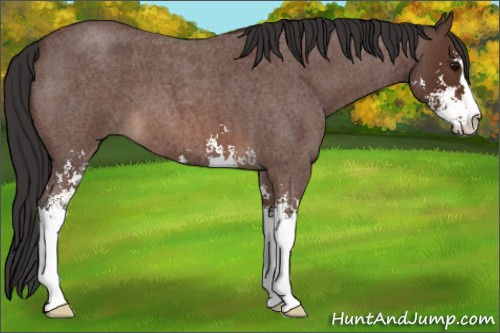 Horse Color: Bay Roan Sabino 