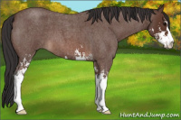 Horse Color:Bay Roan Sabino