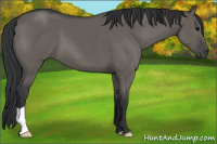 Horse Color:Brown Dun
