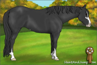 Horse Color:Black Sabino 