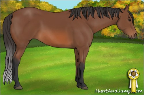 Horse Color: Bay 