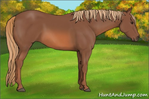 Horse Color: Liver Chestnut 