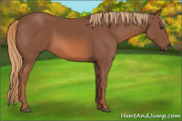 Horse Color:Liver Chestnut 