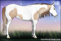 Horse Color:Grullo Pearl Splash Tobiano 