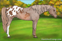Horse Color:Liver Chestnut Appaloosa 