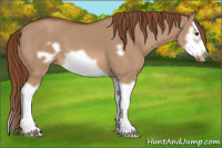 Horse Color:Red Dun Splash Frame 