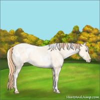 Horse Color:White Spotted Amber Cream Champagne Pearl Dun 