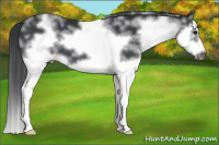 Horse Color:White Spotted Black Splash Frame
