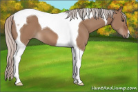 Horse Color:Silver Bay Dun Tobiano