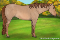 Horse Color:Red Dun 