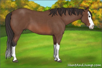 Horse Color:Bay Roan Splash