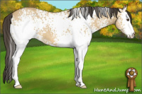 Horse Color:White Spotted Buckskin Dun 