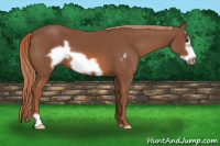Horse Color:Liver Chestnut Frame 