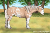 Horse Color:Silver Classic Champagne Sabino 