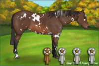Horse Color:White Spotted Bay 