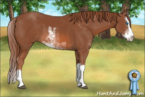 Horse Color: Liver Chestnut Sabino Splash 