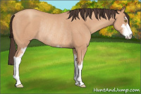 Horse Color:Amber Champagne Sabino Rabicano