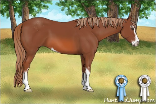 Horse Color: Unknown 
