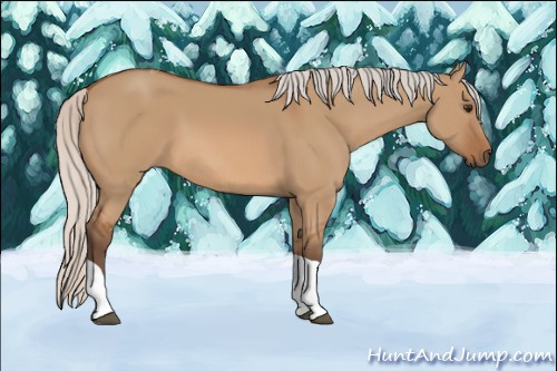 Horse Color: Silver Bay Dun Tobiano 