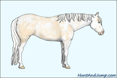Horse Color: Silver Buckskin Pearl Sabino 