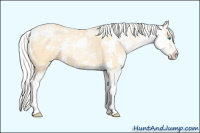 Horse Color:Silver Buckskin Pearl Sabino 