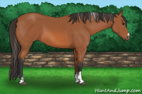 Horse Color:Bay Sabino 