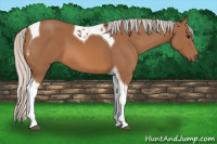 Horse Color:Silver Bay Tobiano 