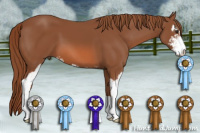 Horse Color:Liver Chestnut Sabino