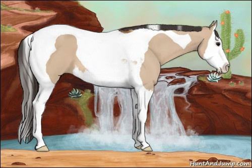 Horse Color: Bay Dun Splash Tobiano 