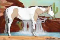 Horse Color:Bay Dun Splash Tobiano