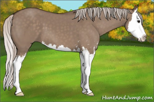 Horse Color: Silver Brown Dun Sabino Splash 