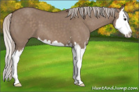 Horse Color:Silver Brown Dun Sabino Splash