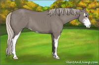 Horse Color:Silver Grullo Sabino 