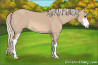 Horse Color:Silver Bay Dun Sabino 