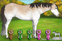 Horse Color:White Spotted Bay Dun Splash 