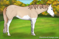 Horse Color:Red Dun Splash 