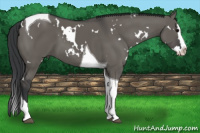 Horse Color:White Spotted Grullo Splash Tobiano 